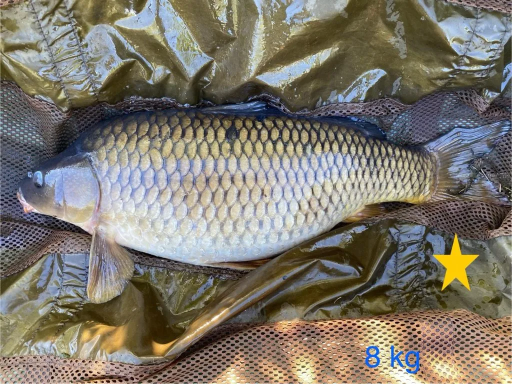 Les Succès de Pêche