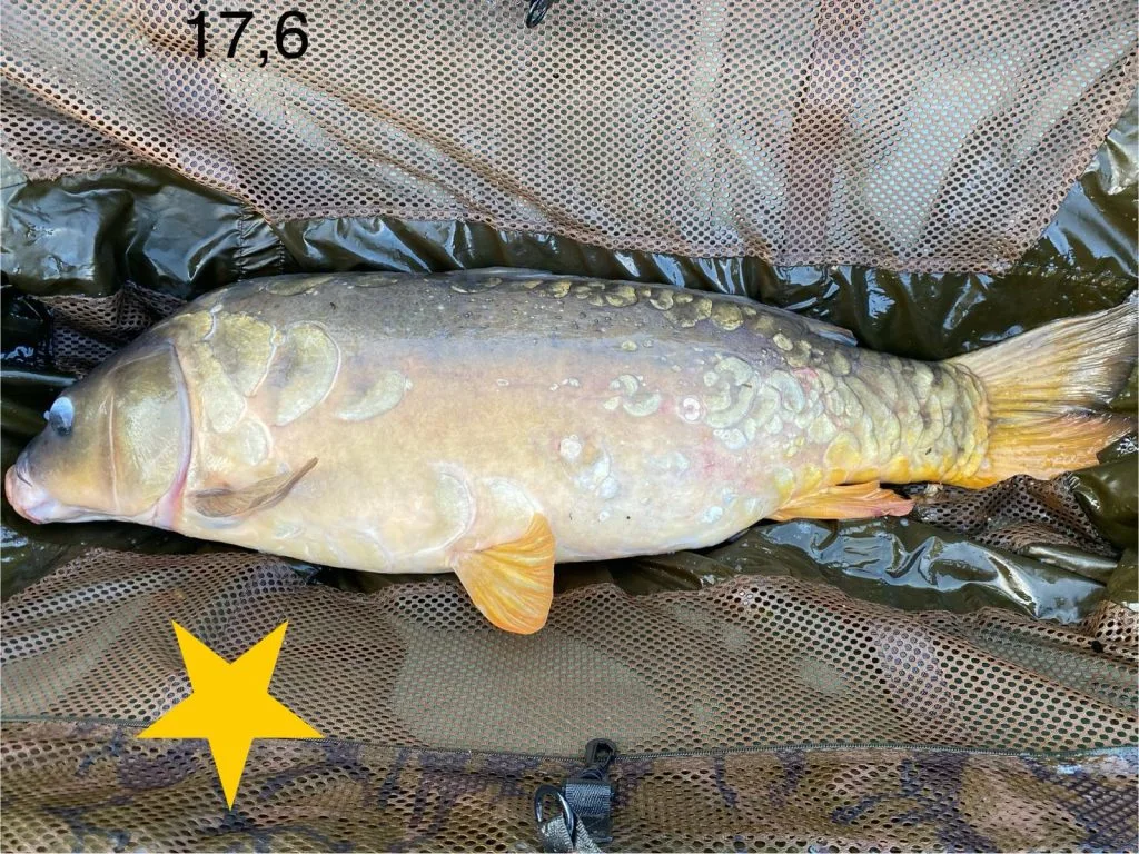 Les Succès de Pêche